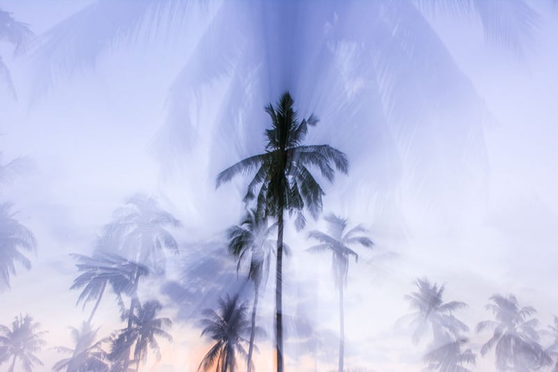 Indonesia Palm 1 by Alex Serafini