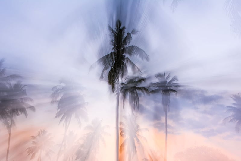Indonesia Palm 3 by Alex Serafini