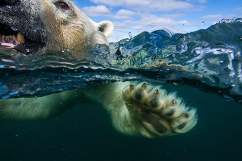 Canada, Nunavut Territory, Underwater view of Polar Bear’s paws and claws (Ursus maritimus) swimming in Hudson Bay