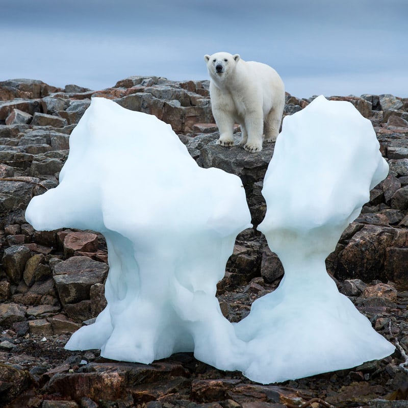 Canada, Nunavut Territory, Repulse Bay, Polar Bear (Ursus maritimus) standing by iceberg along shoreline of Harbour Islands near Arctic Circle along Hudson Bay