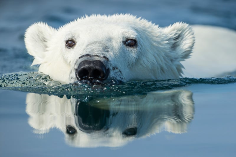 Canada, Nunavut Territory, Repulse Bay, Polar Bear (Ursus maritimus) swimming in Hudson Bay near Arctic Circle