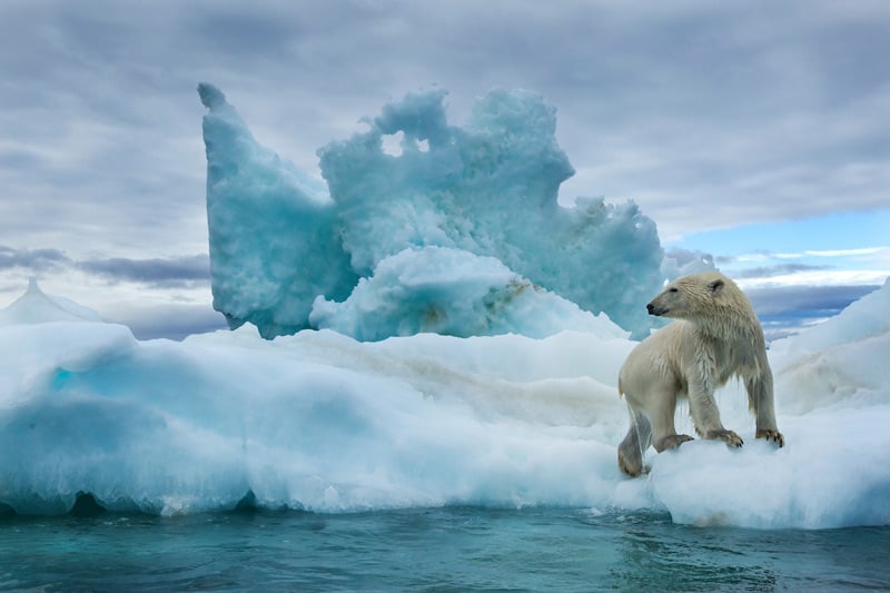 Canada, Nunavut Territory, Repulse Bay, Polar Bear (Ursus maritimus) climbs onto melting iceberg near Harbour Islands