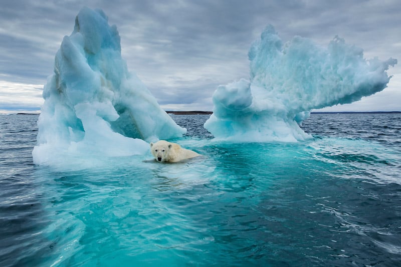Canada, Nunavut Territory, Repulse Bay, Polar Bear (Ursus maritimus) swimming beside melting iceberg near Arctic Circle on Hudson Bay