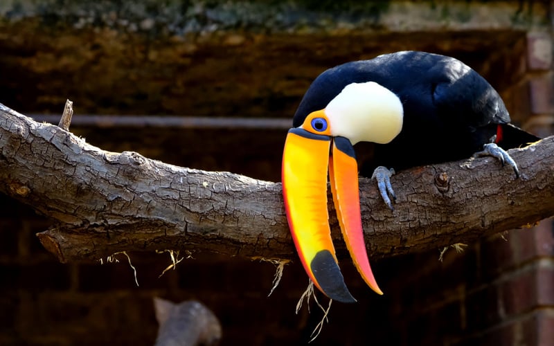 A photograph of a beautiful Toucan taken with the Fuji X-T20