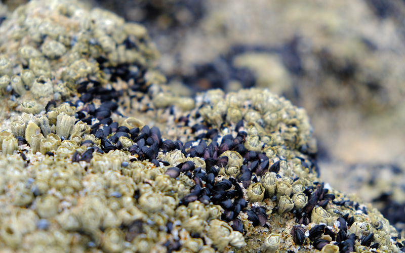 A close up shot of barnacles and baby mussels photographed in Mozambique using my Fujifilm X-T20