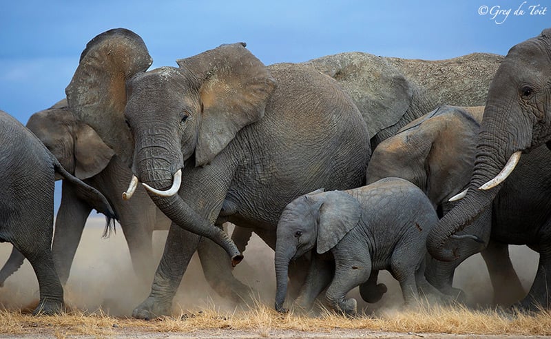 Amboseli Elephant with a Baby in the Herd
