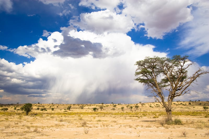A stunning Kalahari scene with a cloudy storm in the background and large tree in the foreground