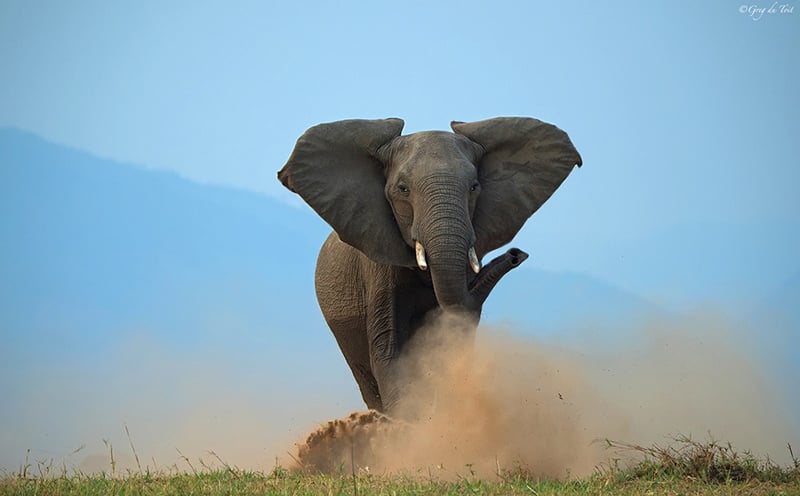 A very powerful image of an elephant charging with dust surrounding him.