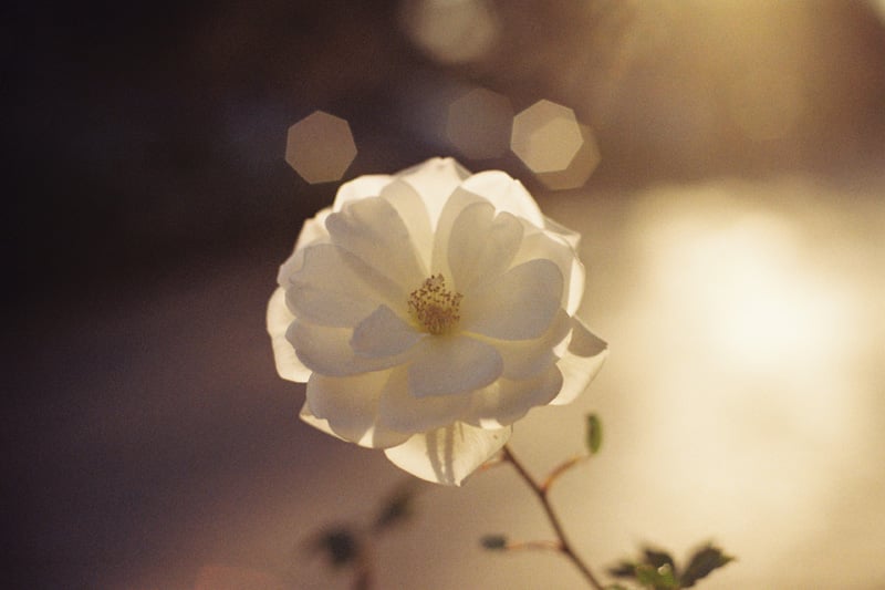 A film photograph of a flower with beautiful bokeh in the background