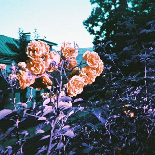 purple roses