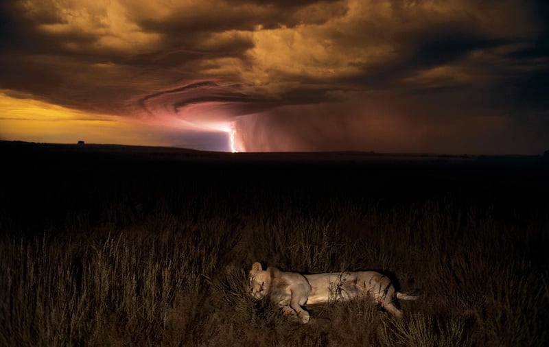 Hannes Lochner capturing a storm creating lightening with a lion in the foreground