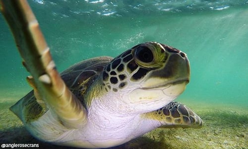 Instagram-Lume-cube-image-5 Lume cube turtle