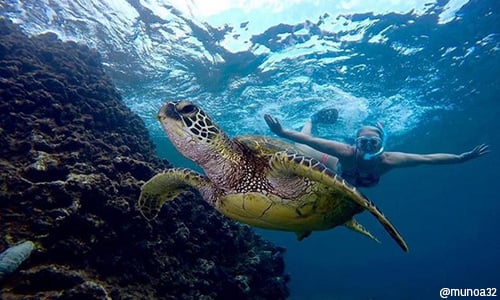Instagram-Lume-cube-image-6 Lume Cube underwater life
