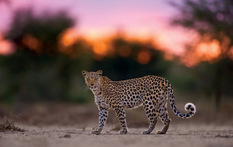 Luna the Leopard photographed by Hannes Lochner