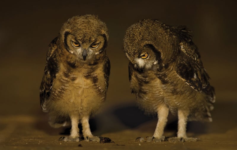 Two owls standing in the sand looking too cute photographed by Hannes Lochner