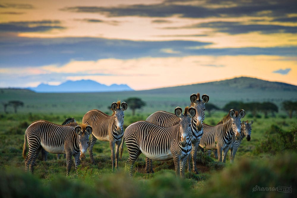 Grevy Zebra at Lewa Kenya photographed by Shannon Wild