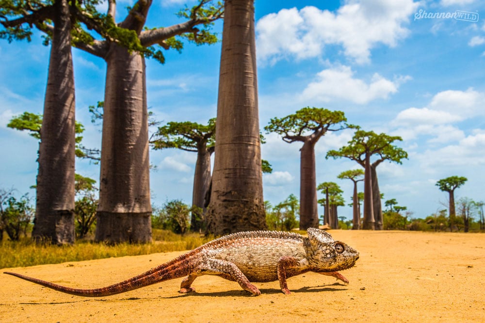 Malagasy giant chameleon at Baobab Alley in Madagascar photographed by Shannon Wild