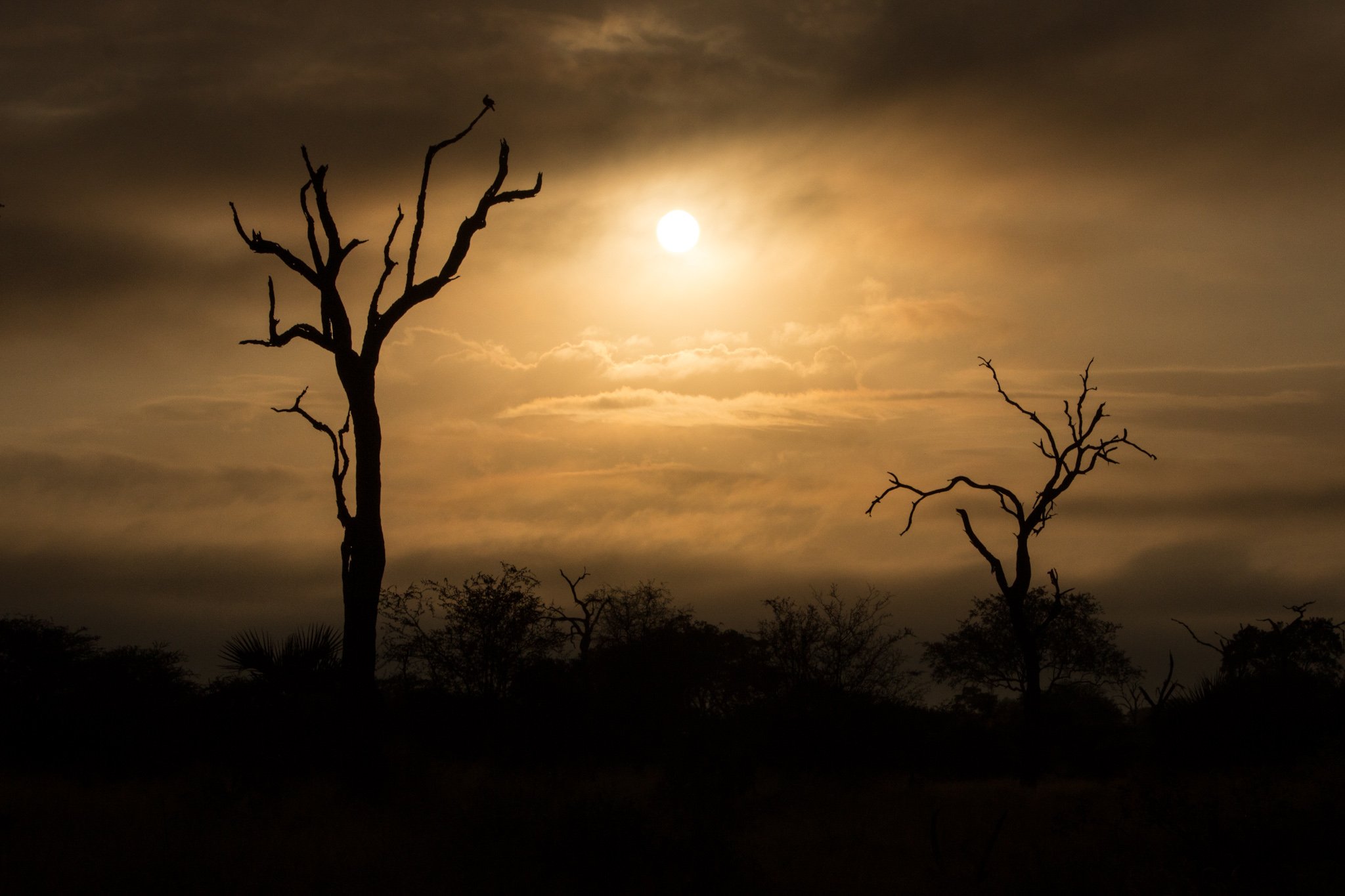 Misty Sunrise