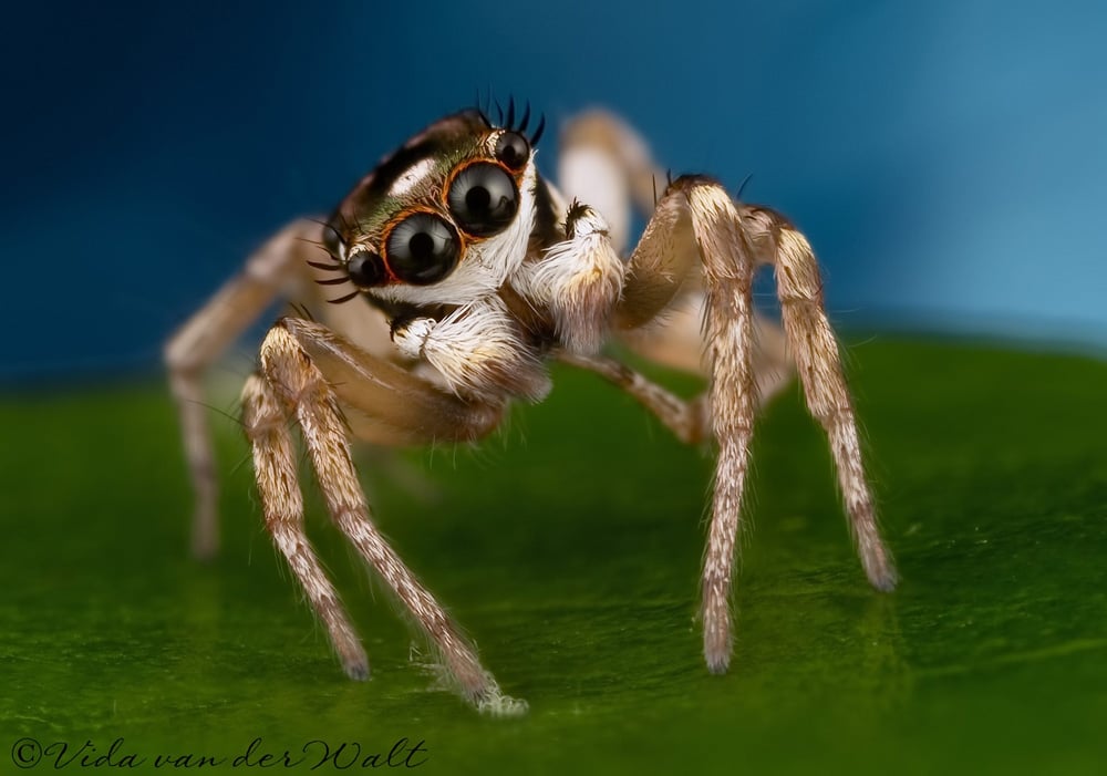 Vida van der Walt photographs the cutest little jumping spider