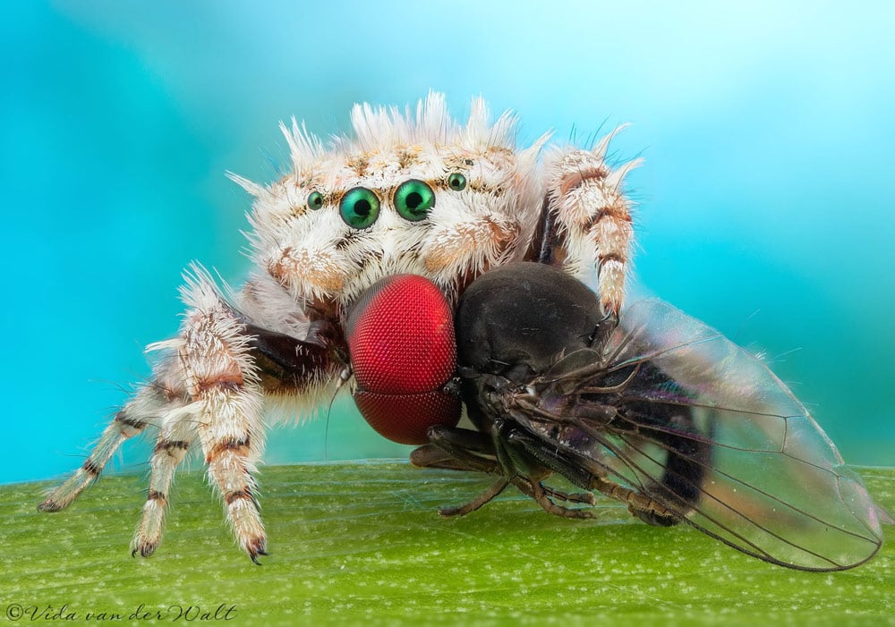 Vida van der Walt photographs a spider holding a fly with a big red eye