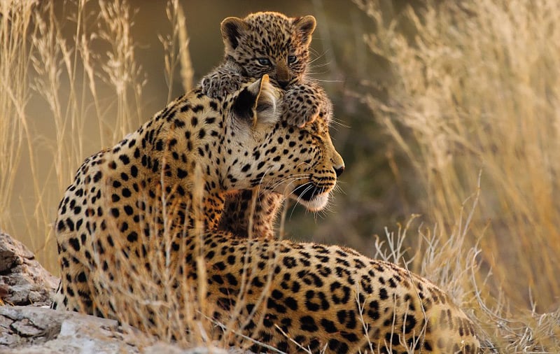 Top South African Wildlife Photographers of 2017 | Outdoorphoto Blog Top South African Wildlife Photographers of 2017 | Outdoorphoto Blog