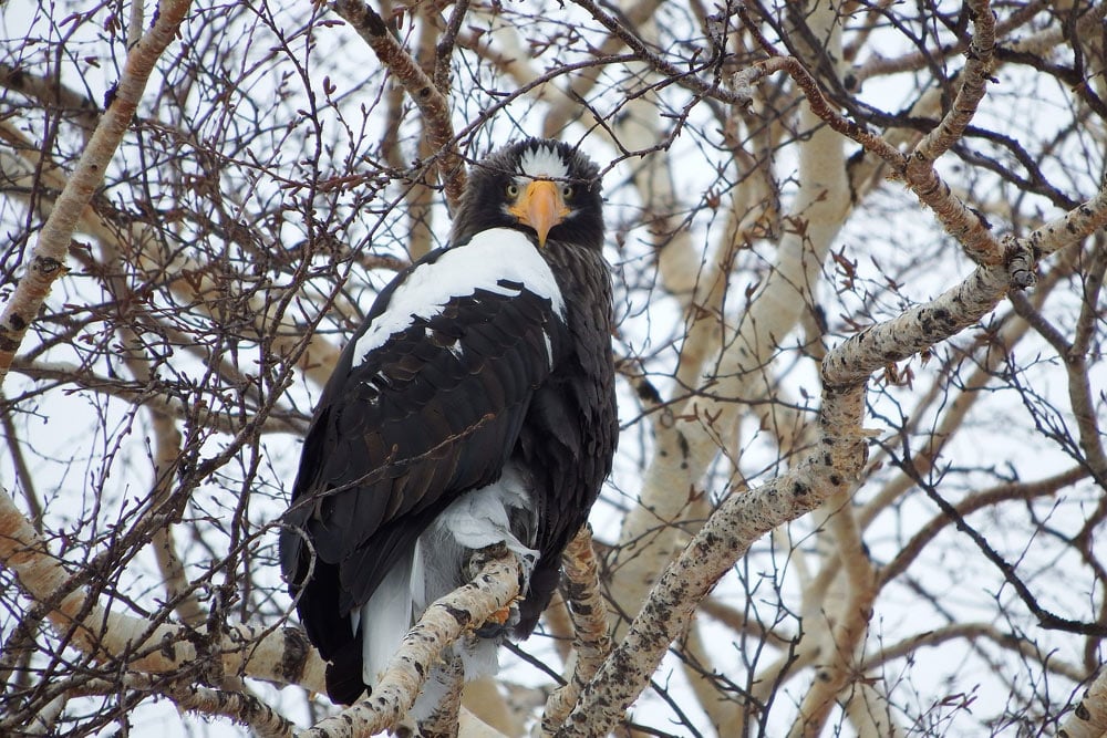 Steller's Sea Eagle sitting in a tree