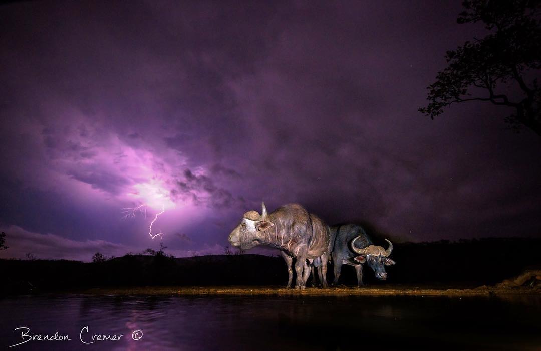 Brendon Cremer wildlife photograph