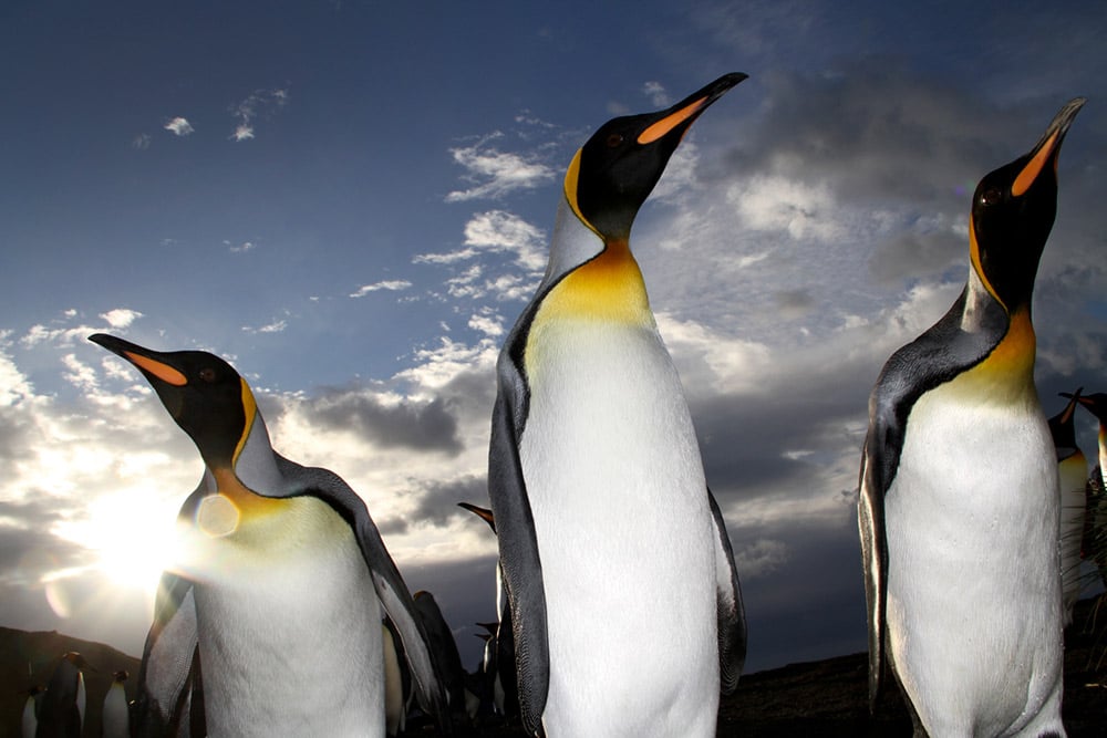 Three king penguins photographed by Malindi Strydom