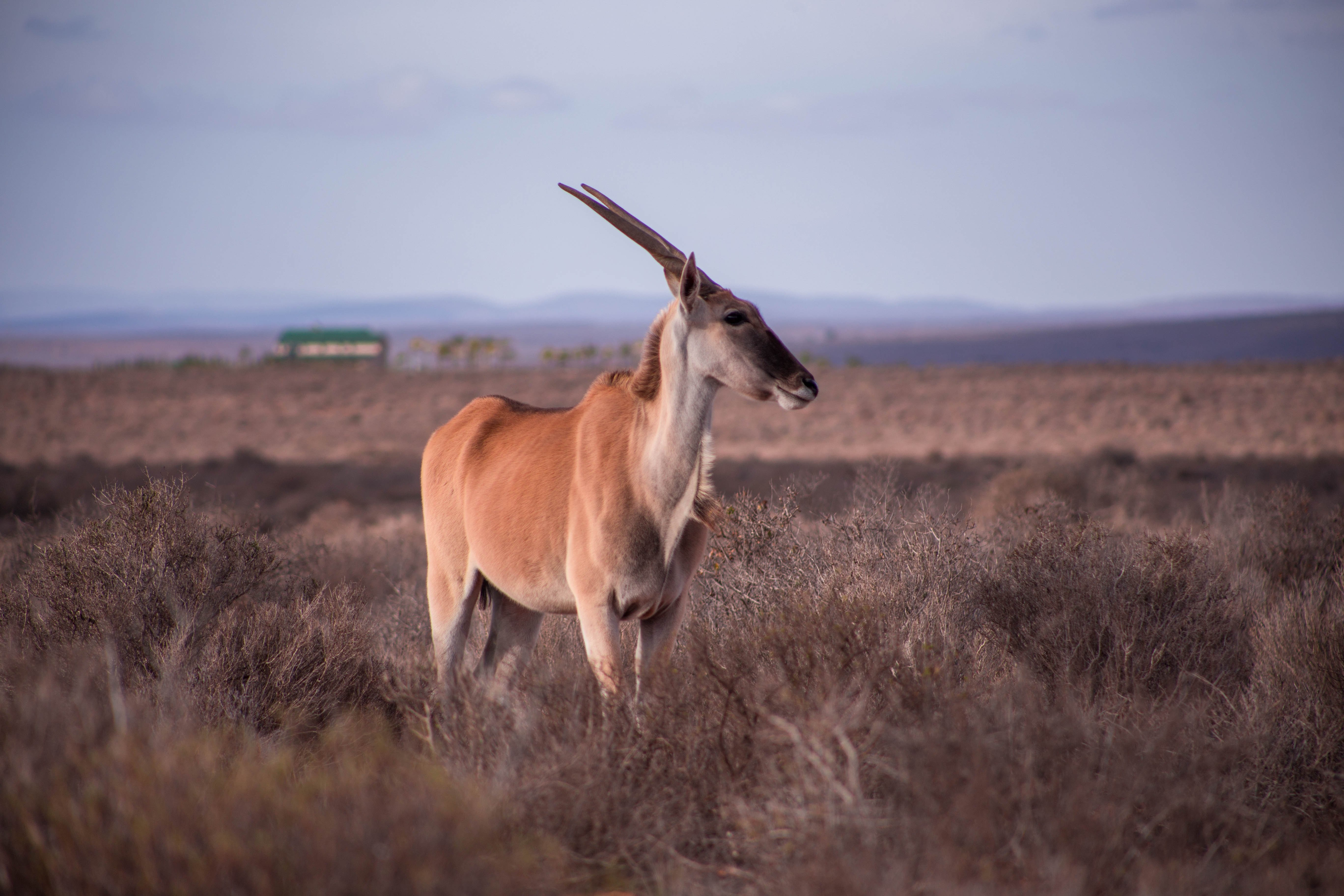 Antelope in Vredendal, South Africa photographed by Vorster van Zyl