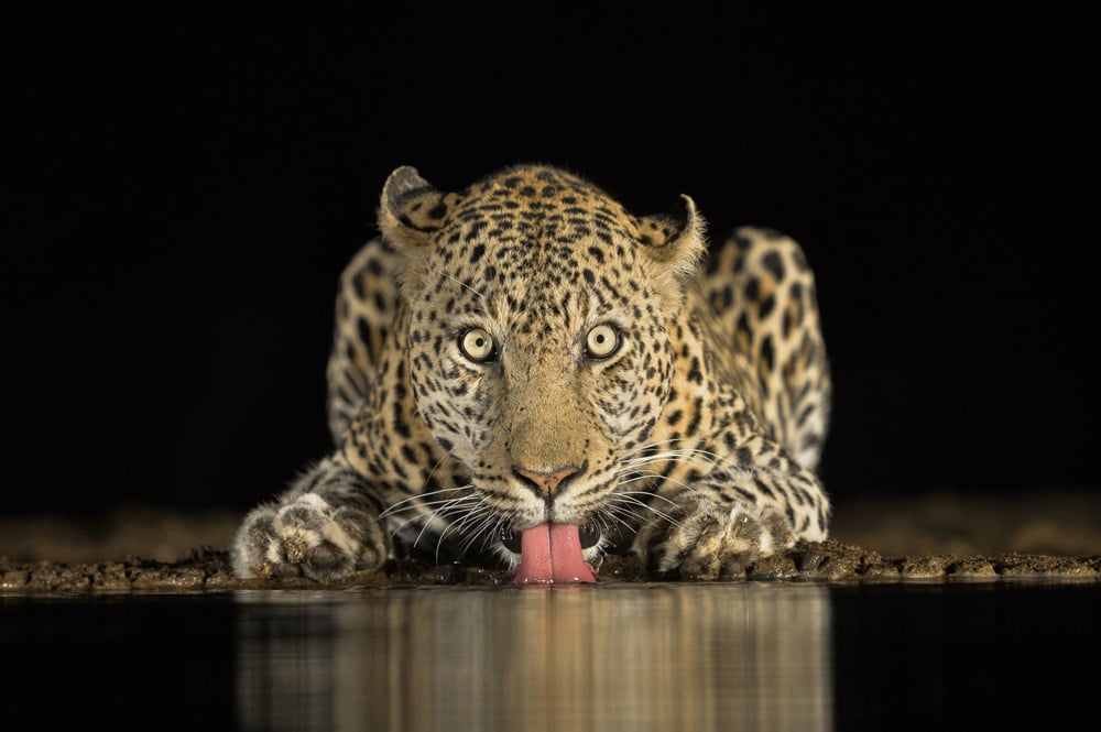 Award winning photograph of a leopard drinking water by Brendon Cremer