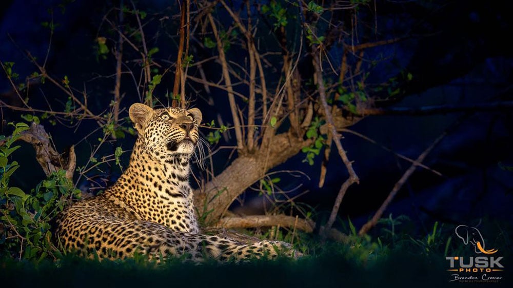 Stunning photograph of a leopard photographed by Brendon Cremer