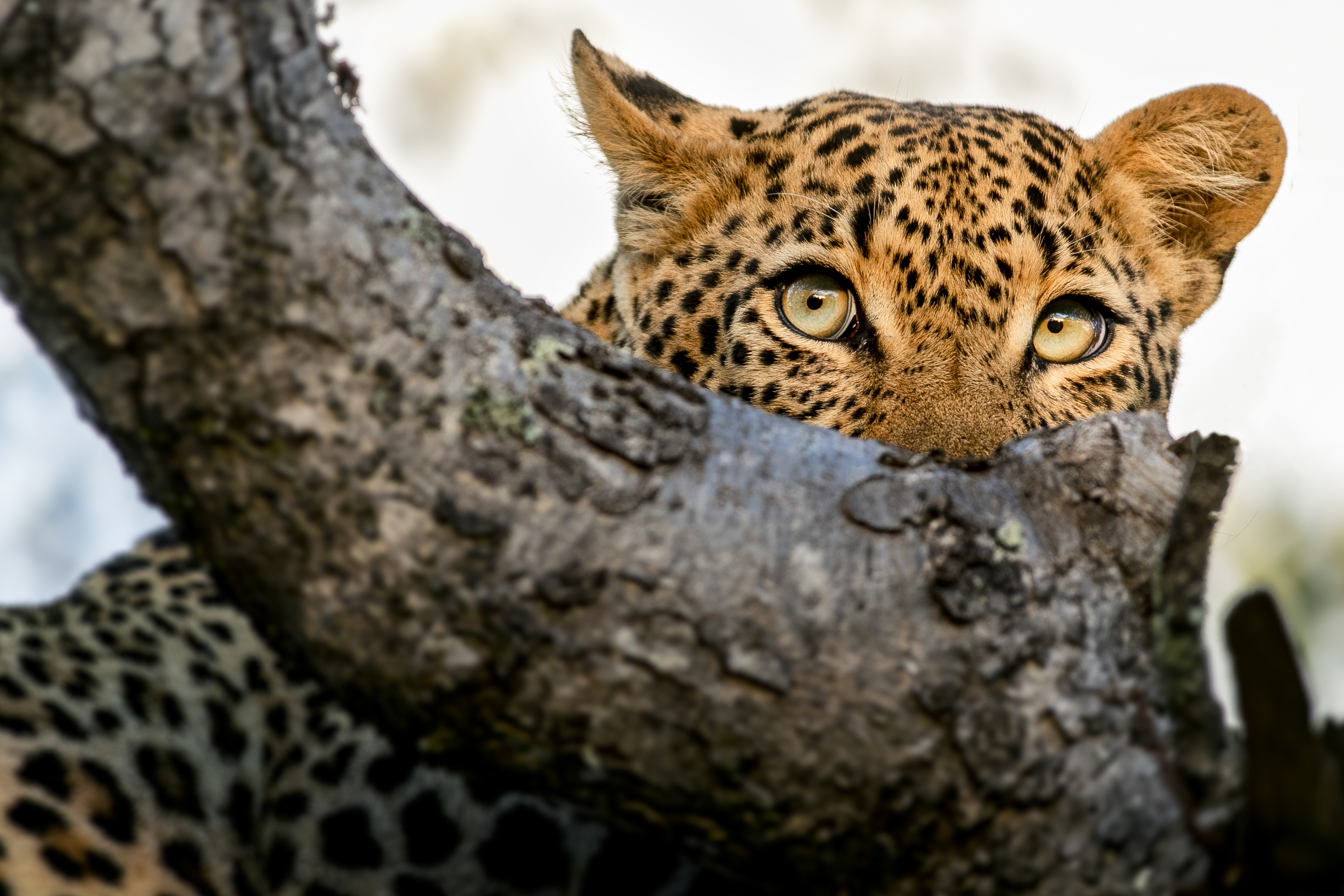 Wildlife photography by Bernard Koch