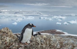 Gentoo Penguin photographed by Juan van den Heever