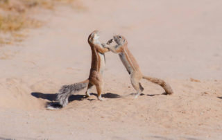 Cape Ground Squirrels that seem to be fighting photographed by Juan van den Heever