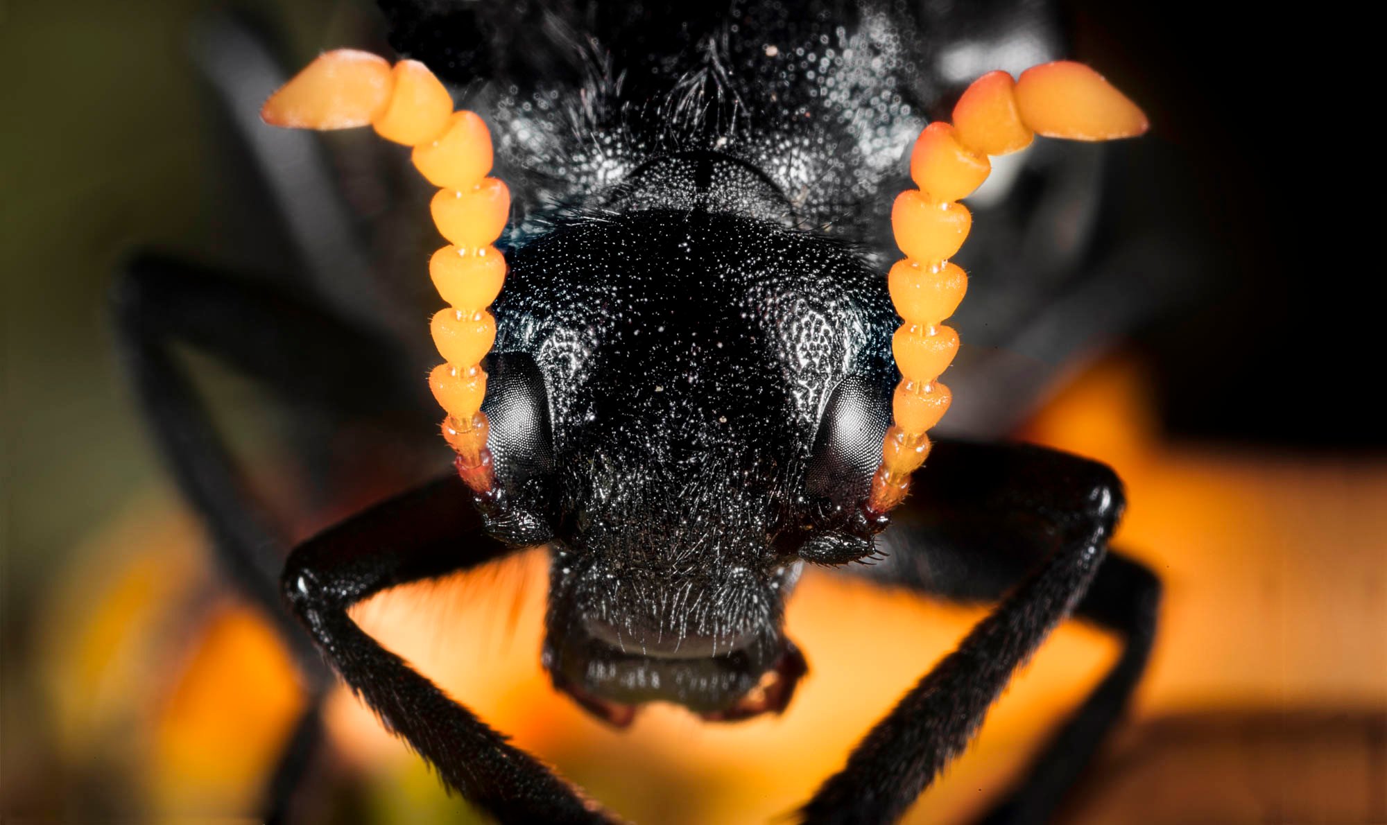 canon mp 65 macro lens