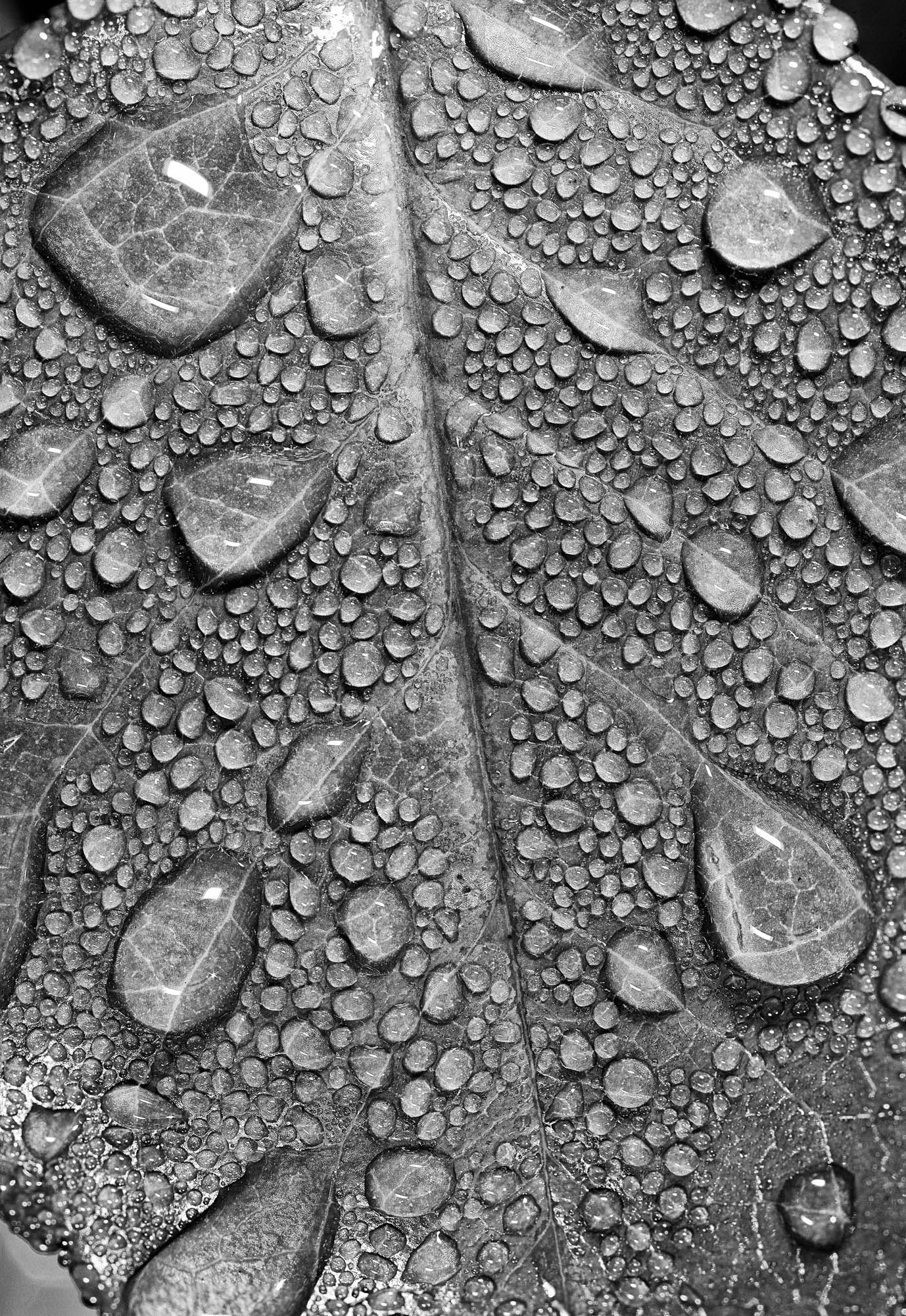 Macro photograph of leaf with dew drops by Heinrich van den Berg using the Canon EF-M 65mm f/2.8 Macro Lens.