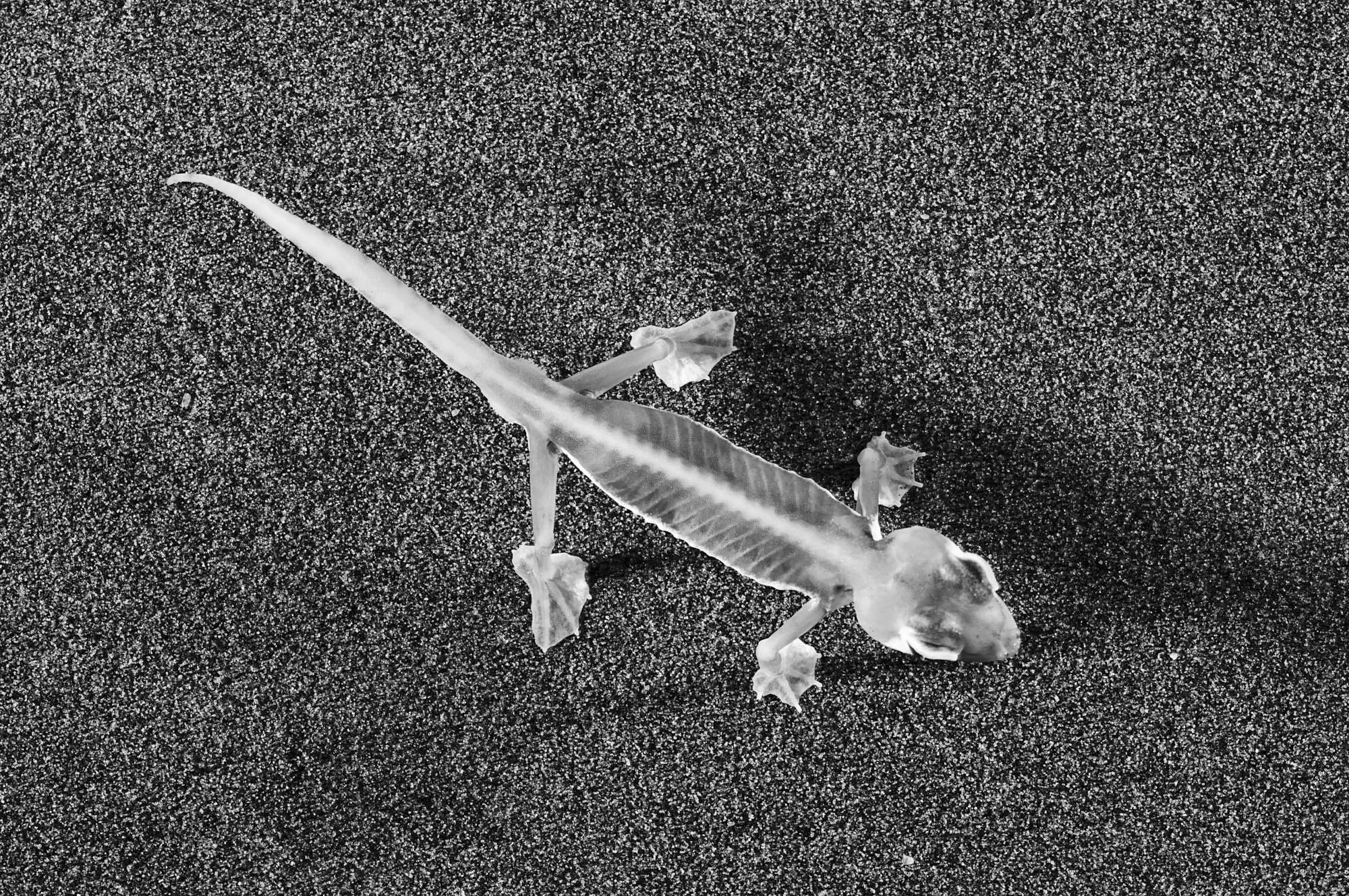 Macro photo of a gecko by Heinrich van den Berg using the Canon EF-M 65mm f/2.8 Macro Lens.