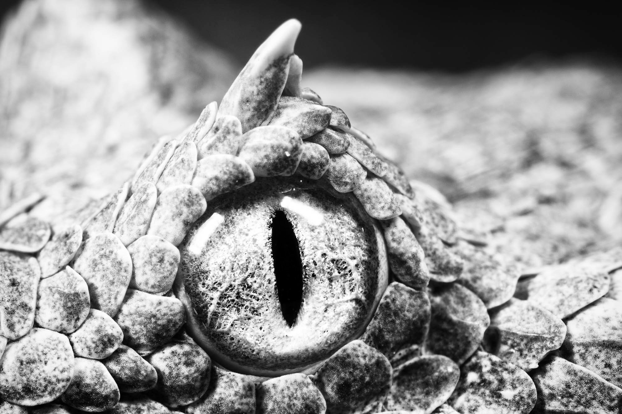 Macro photo of poisonous horned adder snake eye. Photo by Heinrich van den Berg using the Canon EF-M 65mm f/2.8 Macro Lens.