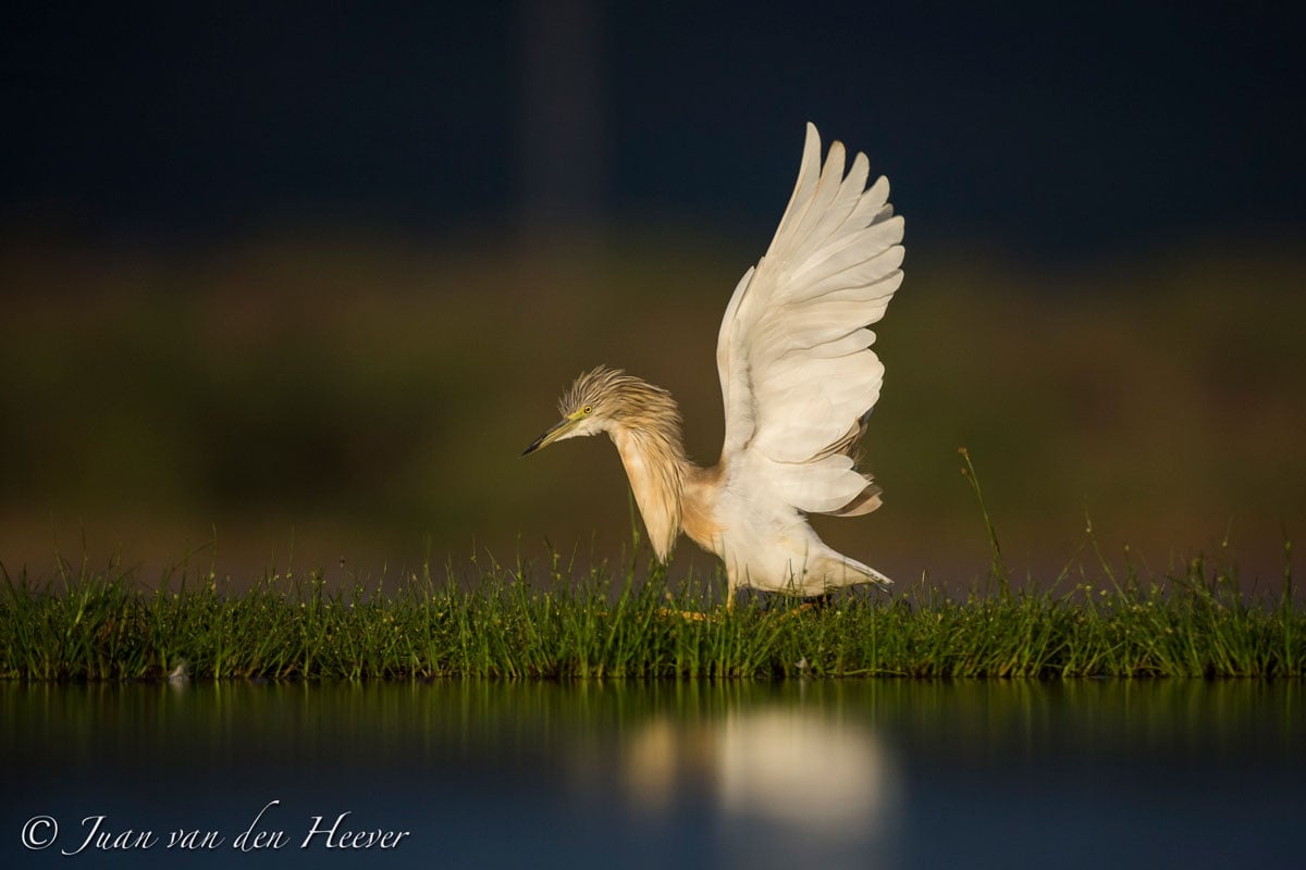 Avian photograph by Juan van der Heever