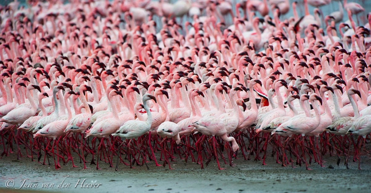 Avian photograph by Juan van der Heever