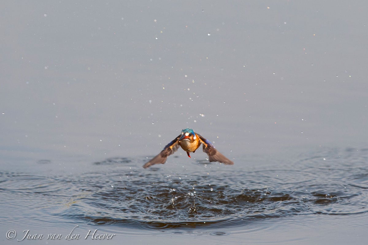 Avian photograph by Juan van der Heever