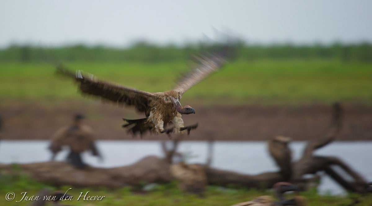 Avian photograph by Juan van der Heever