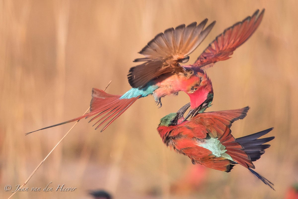 Avian photograph by Juan van der Heever