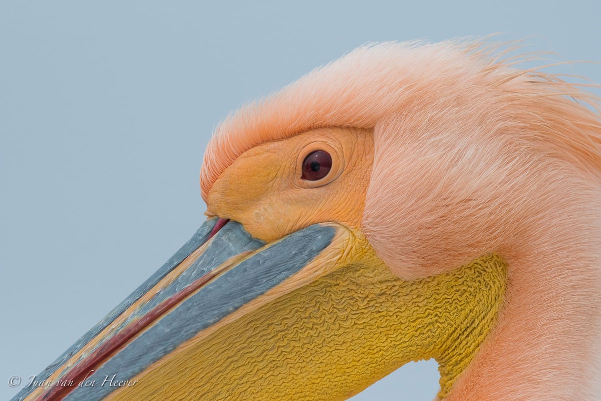 Juan van der Heever