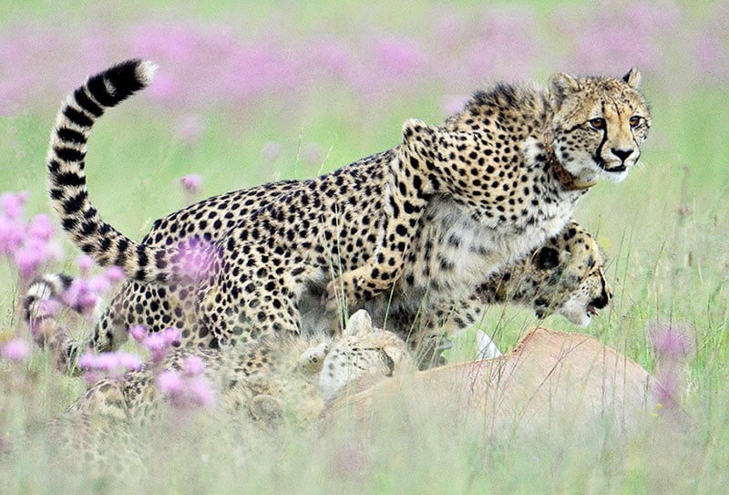 arthur-ahrens-cheetah-kill-rietvlei-nature-reserve-10 Young cheetahs make a kill at rietvlei nature reserve.