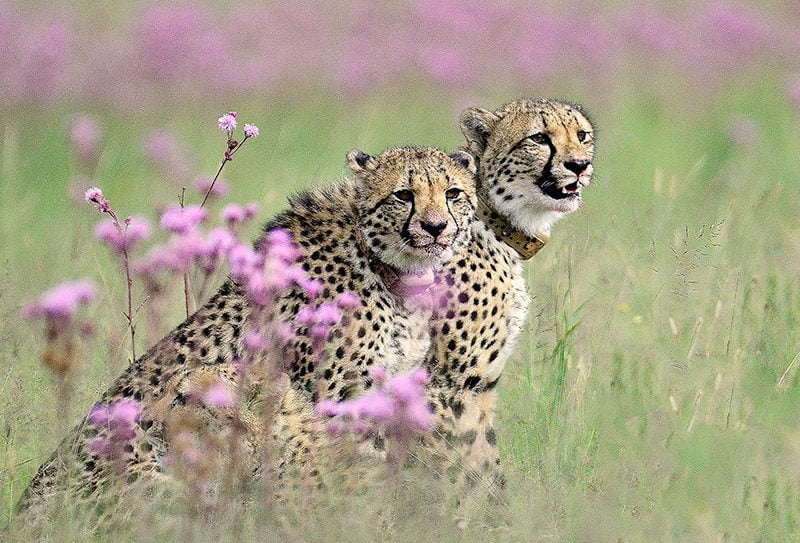 arthur-ahrens-cheetah-kill-rietvlei-nature-reserve-11 Young cheetahs make a kill at rietvlei nature reserve.