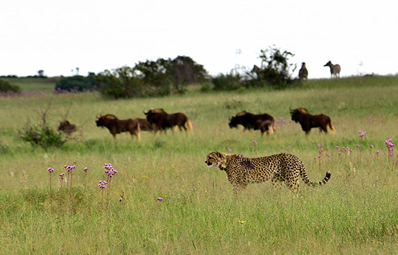 arthur-ahrens-cheetah-kill-rietvlei-nature-reserve-3 Young cheetahs make a kill at rietvlei nature reserve.