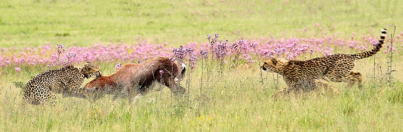 arthur-ahrens-cheetah-kill-rietvlei-nature-reserve-4 Young cheetahs make a kill at rietvlei nature reserve.