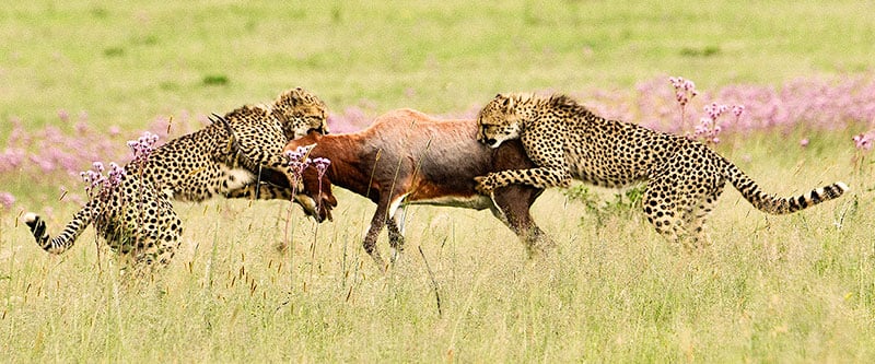 arthur-ahrens-cheetah-kill-rietvlei-nature-reserve-5 Young cheetahs make a kill at rietvlei nature reserve.
