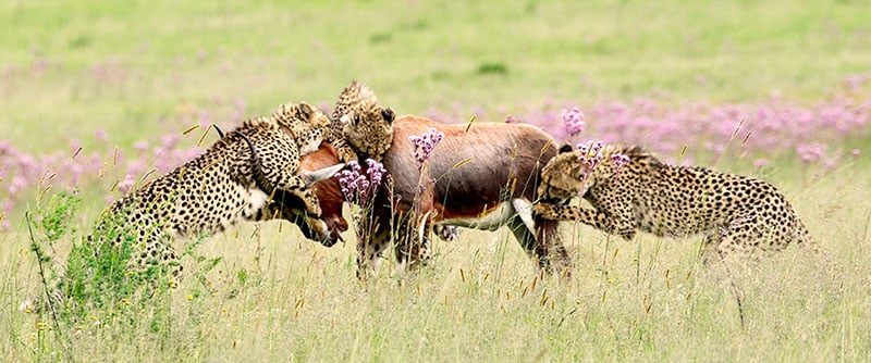 Young cheetahs make a kill at rietvlei nature reserve.